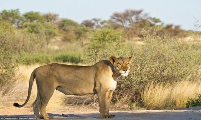 Sư tử cái ghen tuông, trút cơn thịnh nộ lên bạn tình - ảnh 7