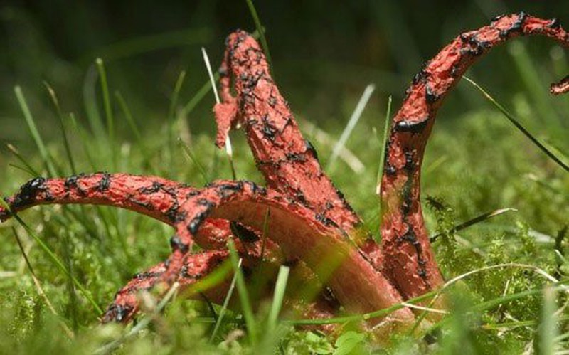 Những loài nấm có hình thù kinh dị nhất thế giới - ảnh 4
