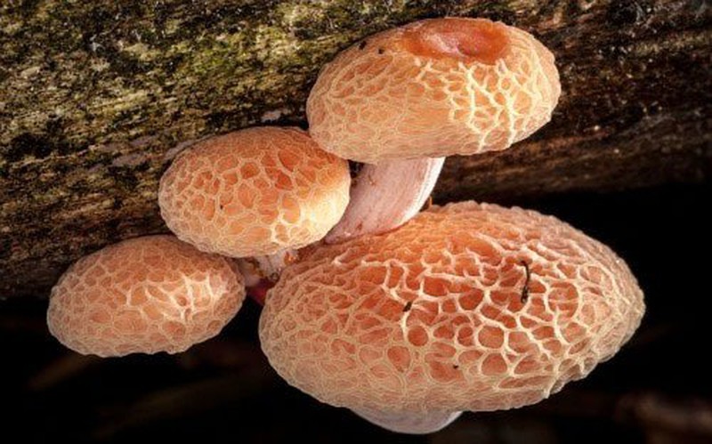 Những loài nấm có hình thù kinh dị nhất thế giới - ảnh 9