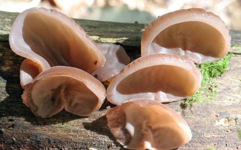 Những loài nấm có hình thù kinh dị nhất thế giới - ảnh 5