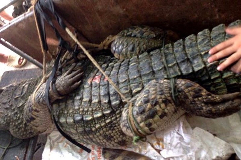 Cận cảnh cá sấu nặng hơn 70 kg bắt được ở đầm Vân Trì (Hà Nội) - ảnh 4
