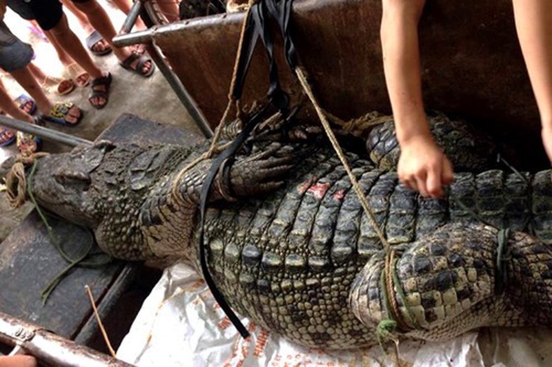 Cận cảnh cá sấu nặng hơn 70 kg bắt được ở đầm Vân Trì (Hà Nội) - ảnh 5