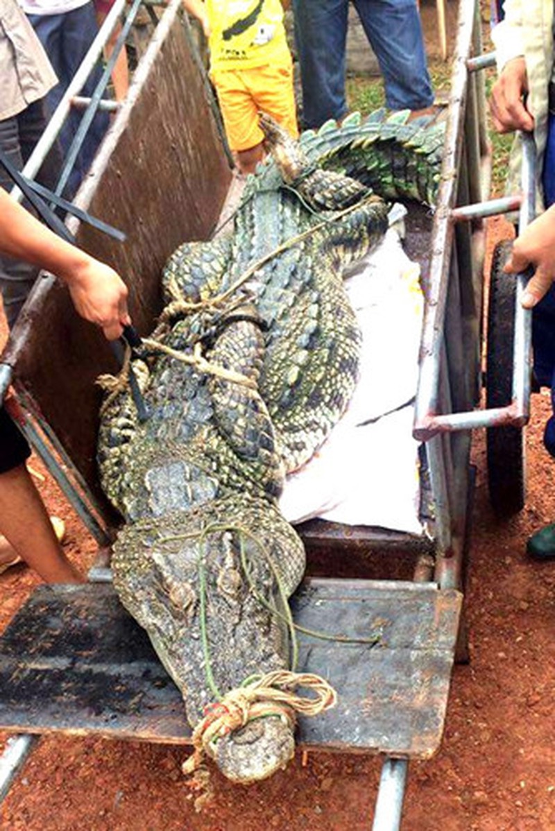 Cận cảnh cá sấu nặng hơn 70 kg bắt được ở đầm Vân Trì (Hà Nội) - ảnh 2