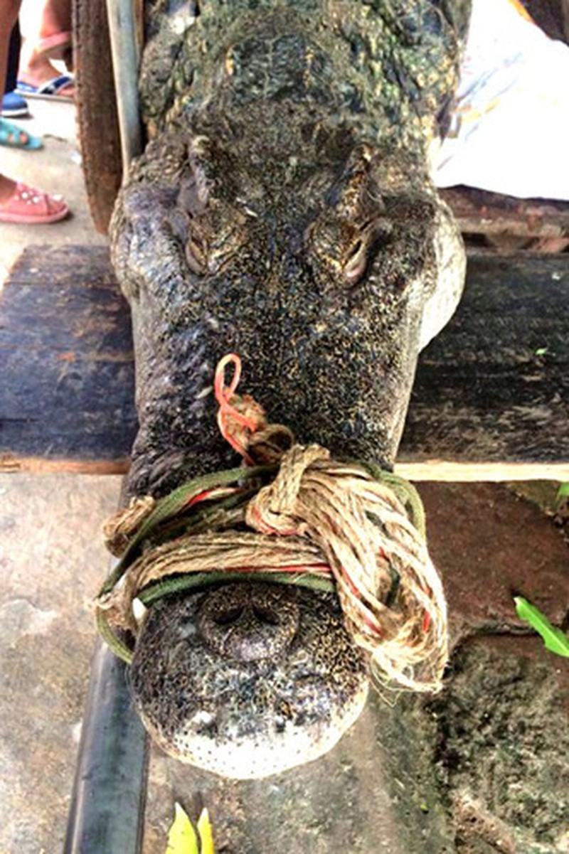 Cận cảnh cá sấu nặng hơn 70 kg bắt được ở đầm Vân Trì (Hà Nội) - ảnh 3