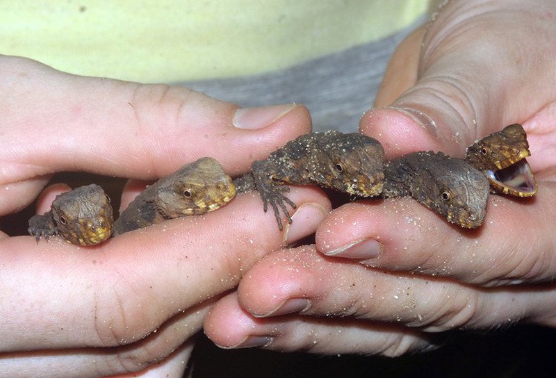 Loài thằn lằn quý hiếm mang hình thù cá sấu - ảnh 3