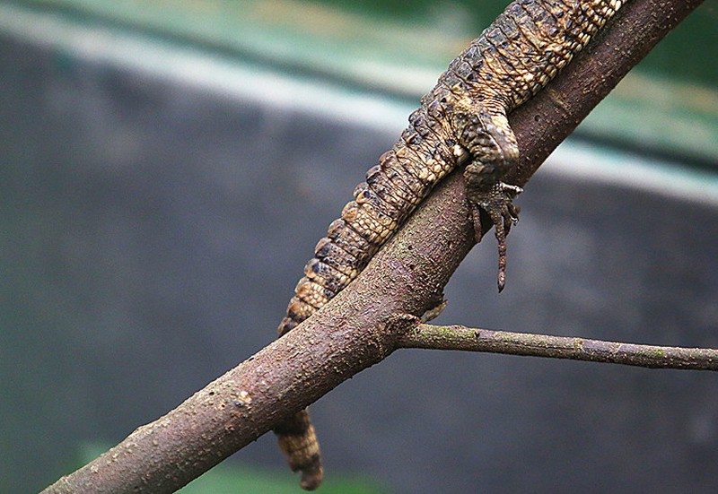 Loài thằn lằn quý hiếm mang hình thù cá sấu - ảnh 5