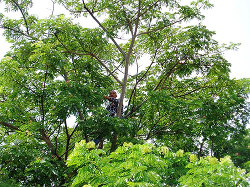 “Cố thủ” gần 5 tiếng trên ngọn cây - ảnh 1