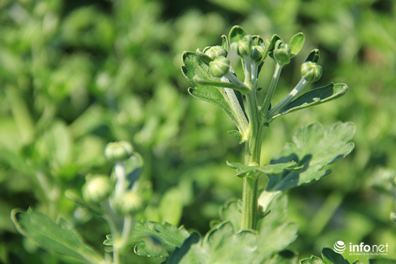 Nhà vườn hoa, kiểng Tết tại TP.HCM: Dự báo giá bán cao hơn năm ngoái - ảnh 4