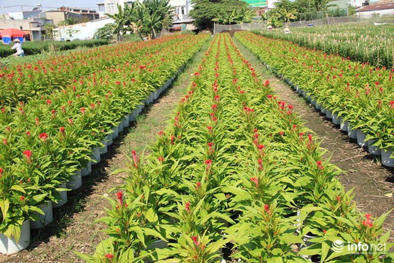 Nhà vườn hoa, kiểng Tết tại TP.HCM: Dự báo giá bán cao hơn năm ngoái - ảnh 1