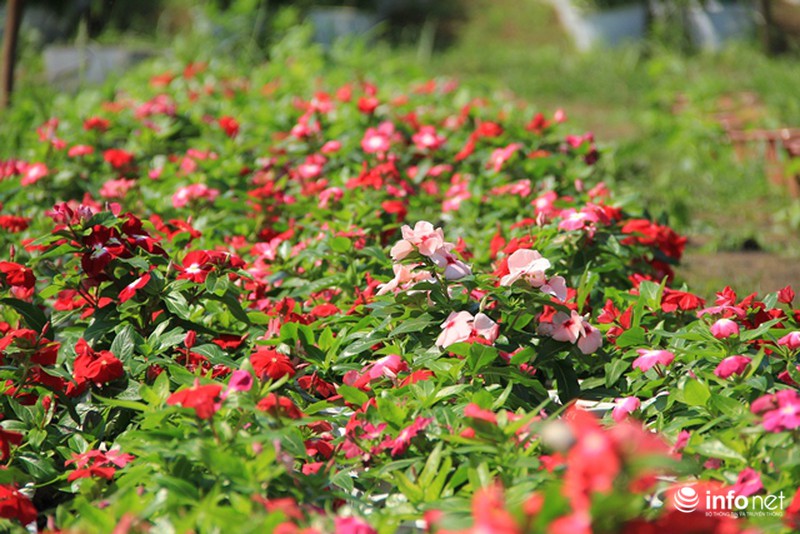 Nhà vườn hoa, kiểng Tết tại TP.HCM: Dự báo giá bán cao hơn năm ngoái - ảnh 2