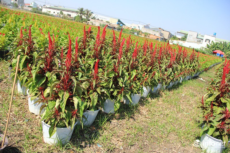 Nhà vườn hoa, kiểng Tết tại TP.HCM: Dự báo giá bán cao hơn năm ngoái - ảnh 3