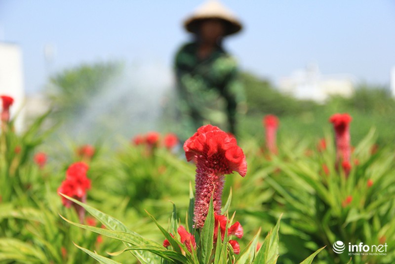 Nhà vườn hoa, kiểng Tết tại TP.HCM: Dự báo giá bán cao hơn năm ngoái - ảnh 5