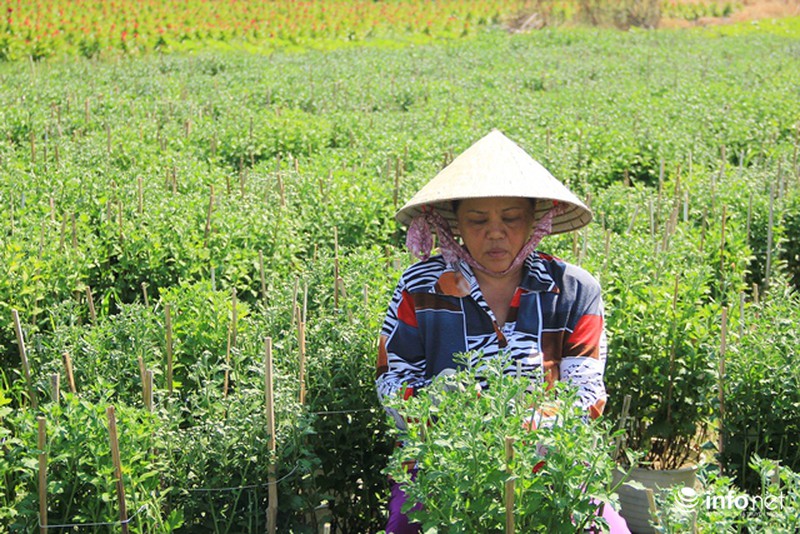 Nhà vườn hoa, kiểng Tết tại TP.HCM: Dự báo giá bán cao hơn năm ngoái - ảnh 6