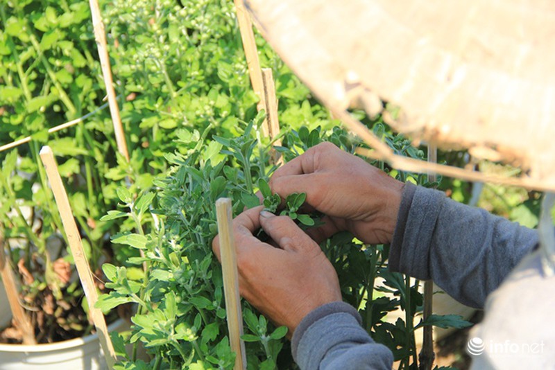 Nhà vườn hoa, kiểng Tết tại TP.HCM: Dự báo giá bán cao hơn năm ngoái - ảnh 7