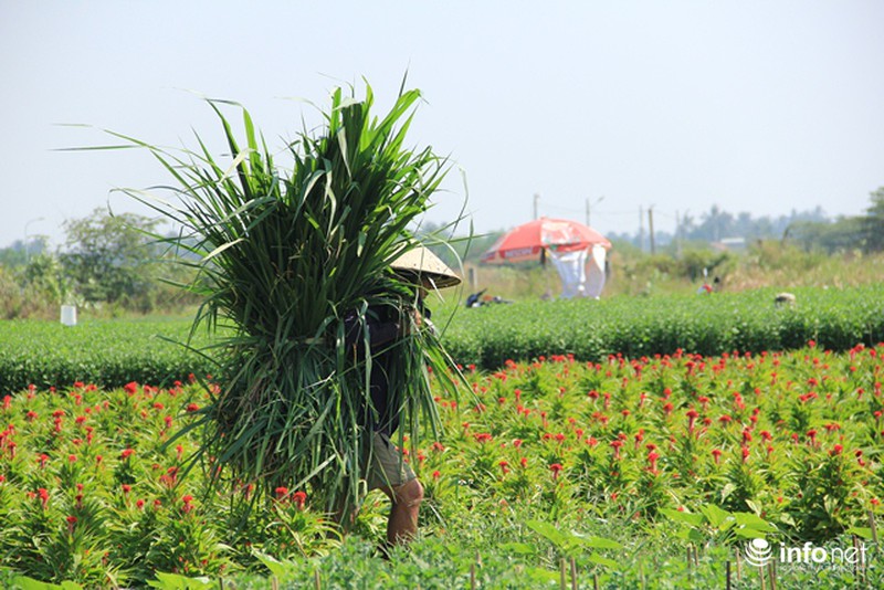 Nhà vườn hoa, kiểng Tết tại TP.HCM: Dự báo giá bán cao hơn năm ngoái - ảnh 8