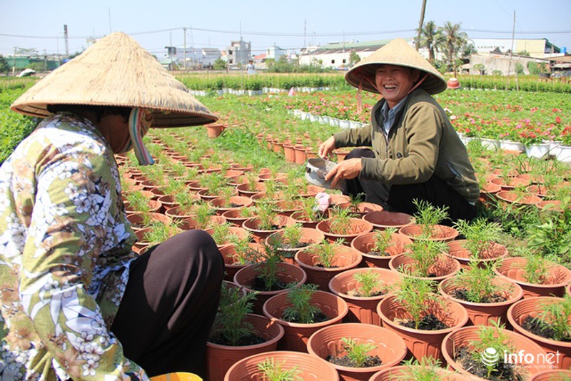 Nhà vườn hoa, kiểng Tết tại TP.HCM: Dự báo giá bán cao hơn năm ngoái - ảnh 9