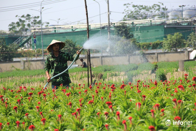 Nhà vườn hoa, kiểng Tết tại TP.HCM: Dự báo giá bán cao hơn năm ngoái - ảnh 10