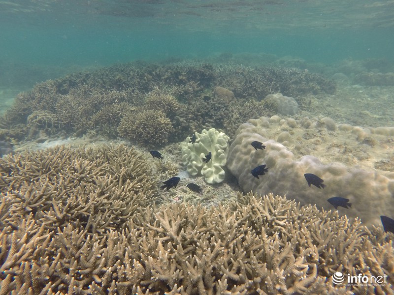 Kỳ ảo san hô ở Hòn Cau - ảnh 2