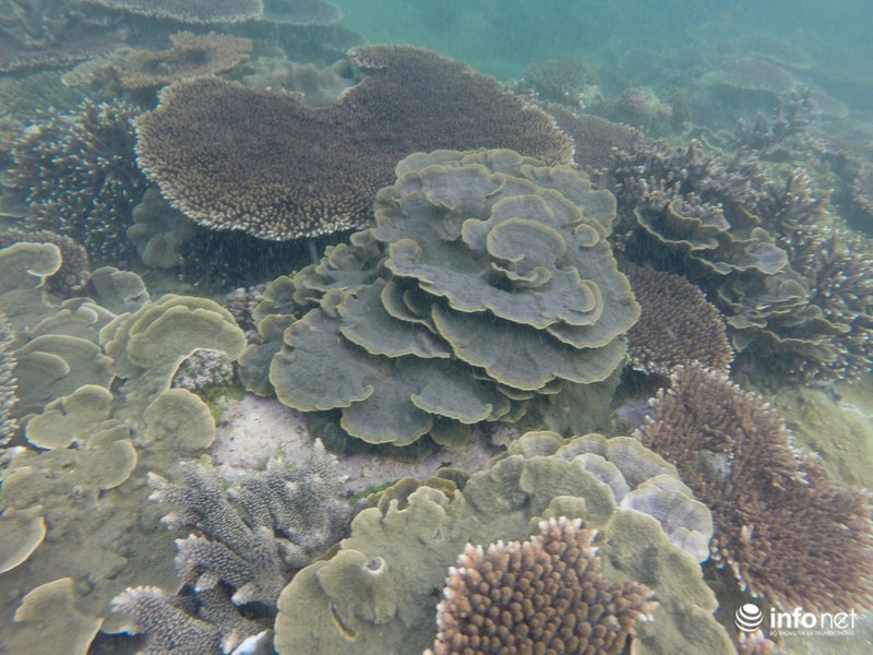 Kỳ ảo san hô ở Hòn Cau - ảnh 11