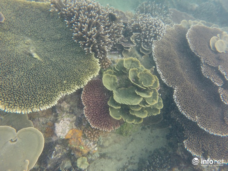 Kỳ ảo san hô ở Hòn Cau - ảnh 12