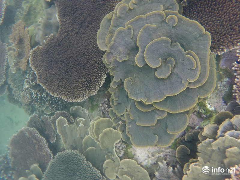 Kỳ ảo san hô ở Hòn Cau - ảnh 13