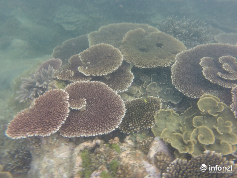 Kỳ ảo san hô ở Hòn Cau - ảnh 1