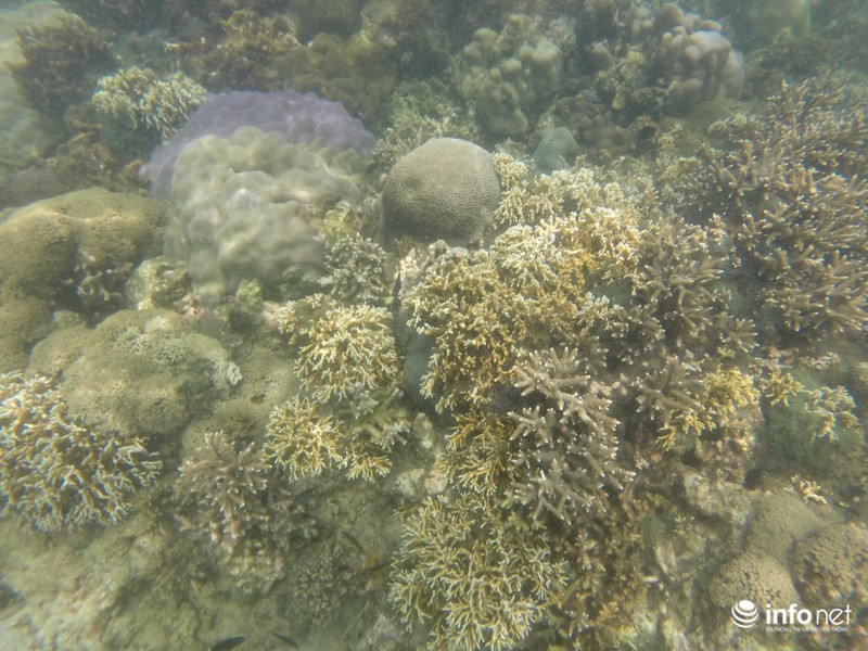 Kỳ ảo san hô ở Hòn Cau - ảnh 3