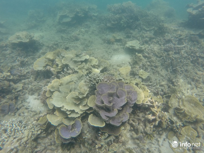 Kỳ ảo san hô ở Hòn Cau - ảnh 4