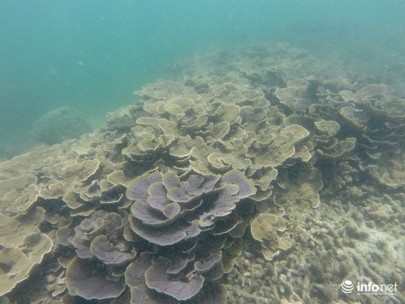 Kỳ ảo san hô ở Hòn Cau - ảnh 5