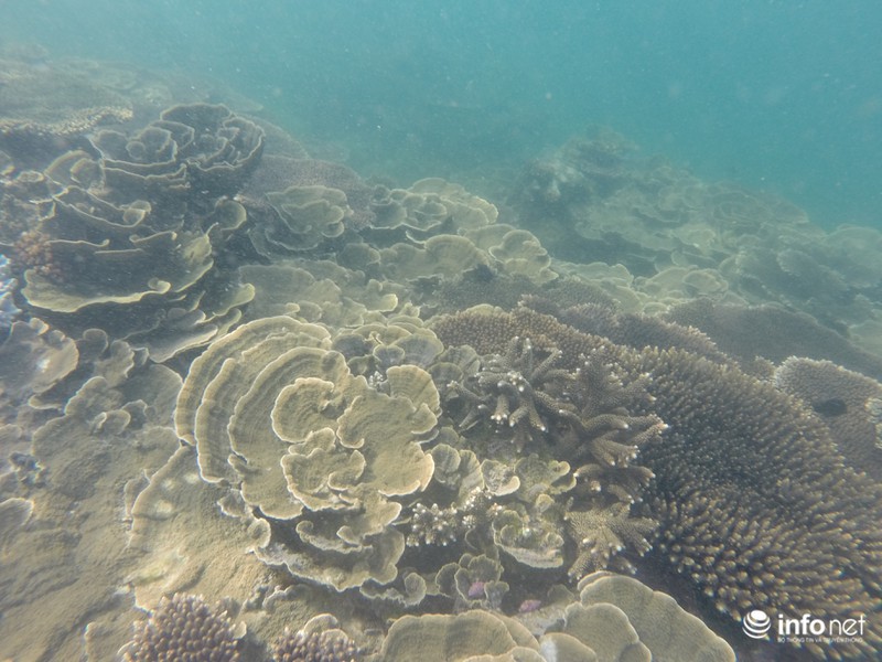 Kỳ ảo san hô ở Hòn Cau - ảnh 6
