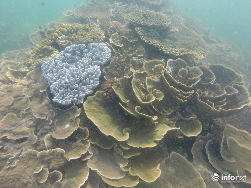 Kỳ ảo san hô ở Hòn Cau - ảnh 7