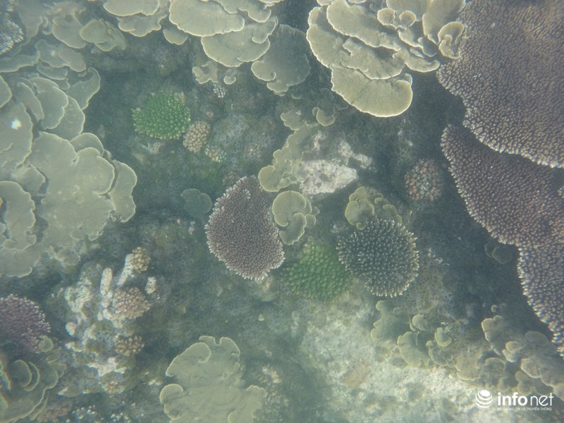 Kỳ ảo san hô ở Hòn Cau - ảnh 8