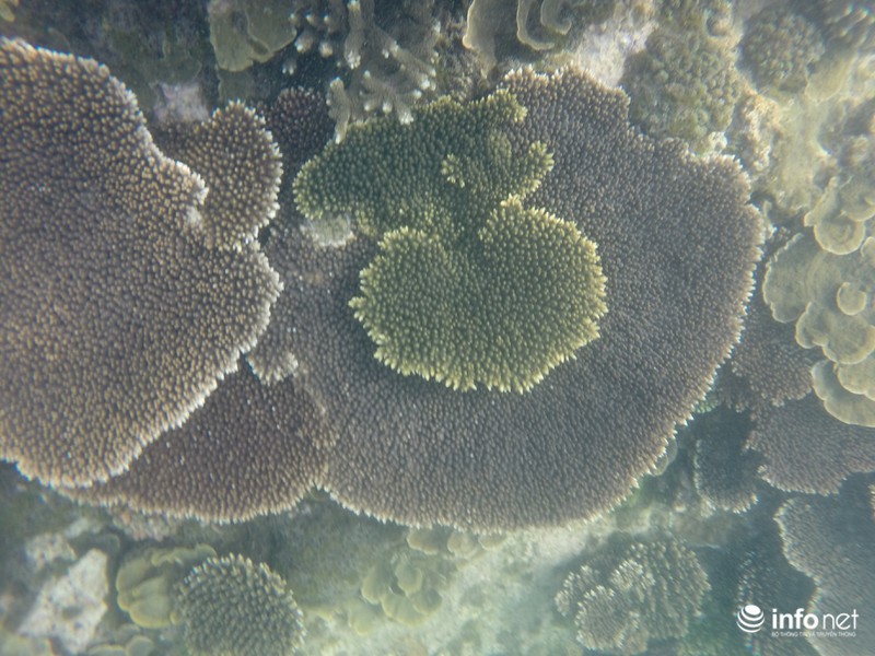 Kỳ ảo san hô ở Hòn Cau - ảnh 9