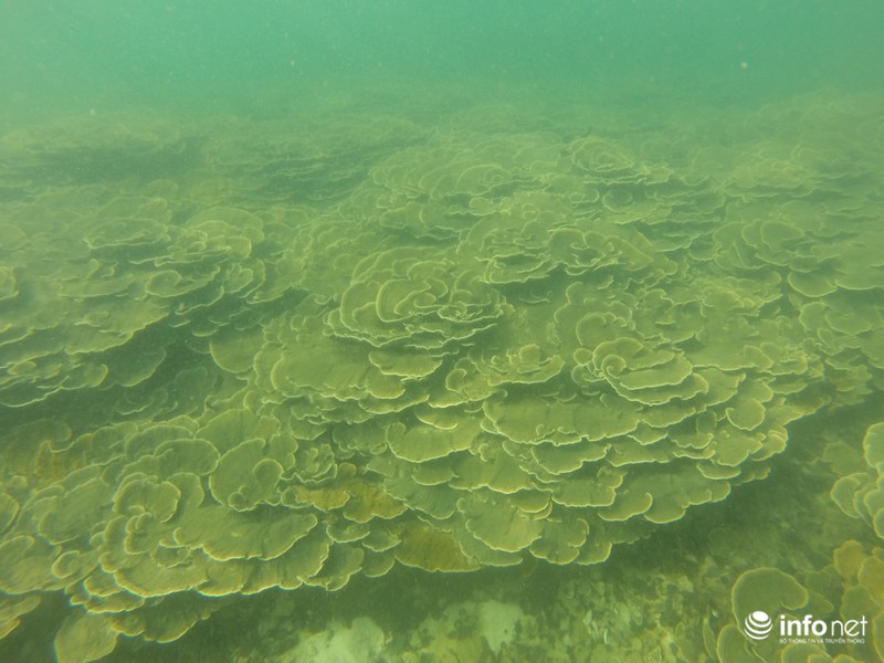 Kỳ ảo san hô ở Hòn Cau - ảnh 10