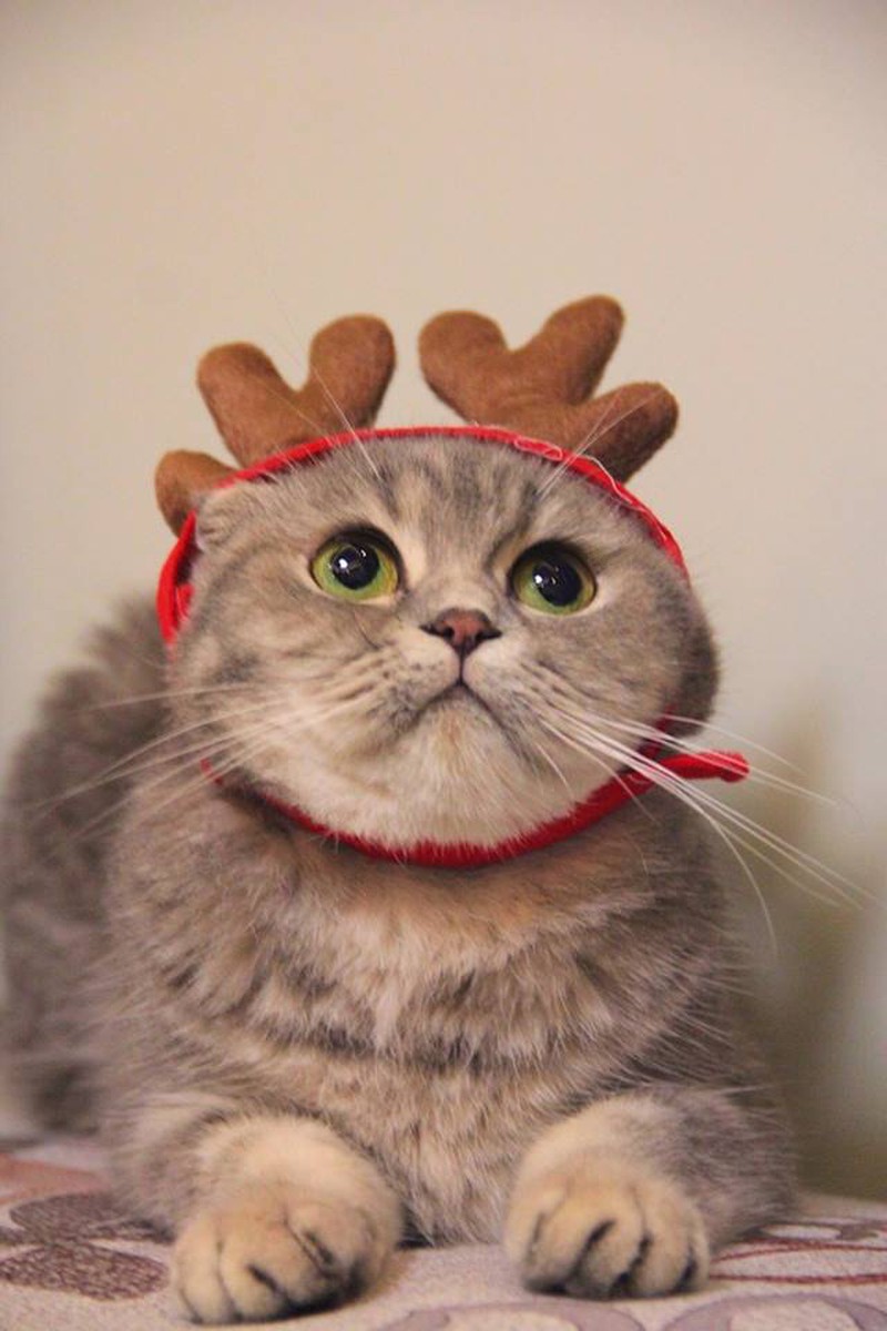 Hình ảnh chú mèo dễ thương đón Noel cho máy tính đẹp và ngộ nghĩnh  Giáng  sinh Noel Mèo