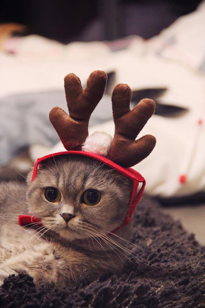 Hình Nền Giáng Sinh Dễ Thương động Vật Nền Bánh Mì Mèo Động Vật Hình Nền  Dễ Thương Hình Nền Mèo Hình Nền HD và Nền Cờ đẹp bông tuyết dễ thương
