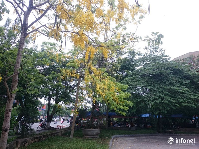 Chùm ảnh: Hoa muồng hoàng yến vàng rực giữa trời hè Cố đô Huế - ảnh 14