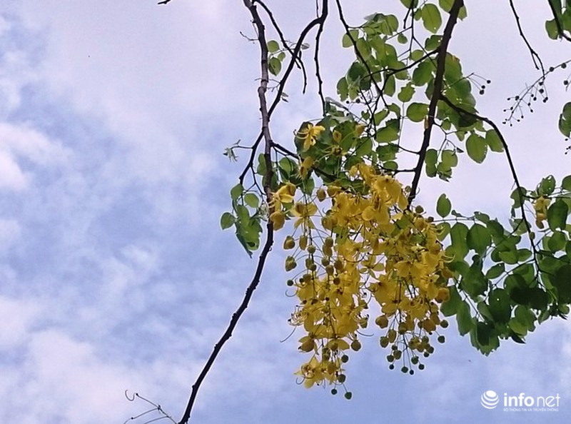 Chùm ảnh: Hoa muồng hoàng yến vàng rực giữa trời hè Cố đô Huế - ảnh 12