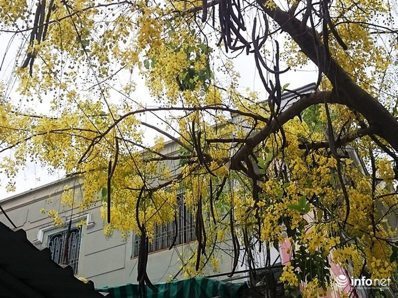 Chùm ảnh: Hoa muồng hoàng yến vàng rực giữa trời hè Cố đô Huế - ảnh 17