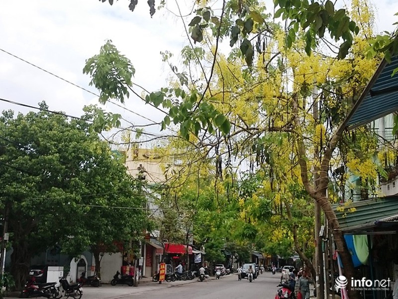 Chùm ảnh: Hoa muồng hoàng yến vàng rực giữa trời hè Cố đô Huế - ảnh 13