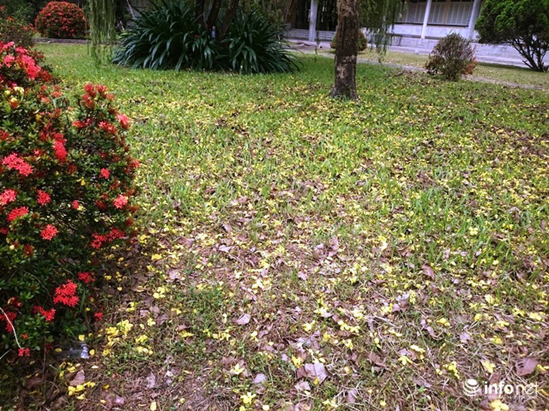 Chùm ảnh: Hoa muồng hoàng yến vàng rực giữa trời hè Cố đô Huế - ảnh 15