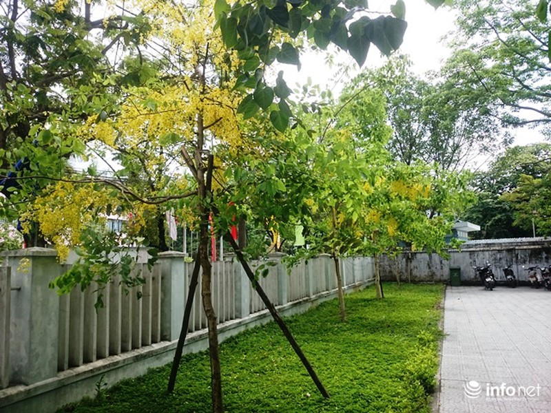 Chùm ảnh: Hoa muồng hoàng yến vàng rực giữa trời hè Cố đô Huế - ảnh 11