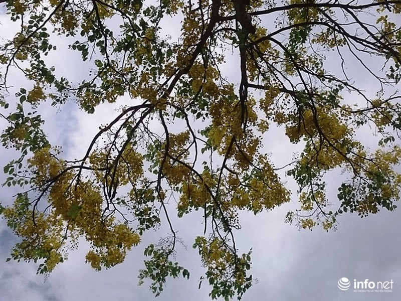 Chùm ảnh: Hoa muồng hoàng yến vàng rực giữa trời hè Cố đô Huế - ảnh 2