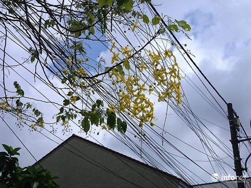 Chùm ảnh: Hoa muồng hoàng yến vàng rực giữa trời hè Cố đô Huế - ảnh 16