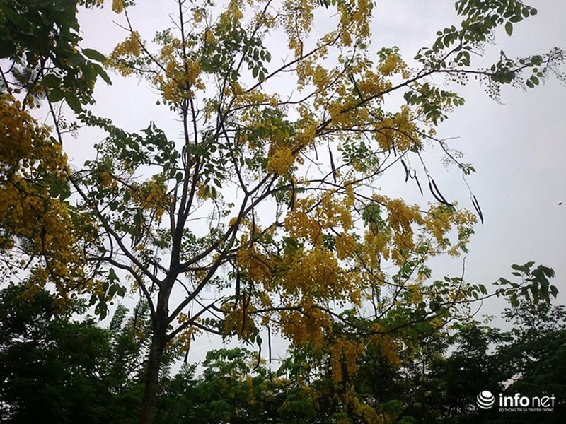 Chùm ảnh: Hoa muồng hoàng yến vàng rực giữa trời hè Cố đô Huế - ảnh 18