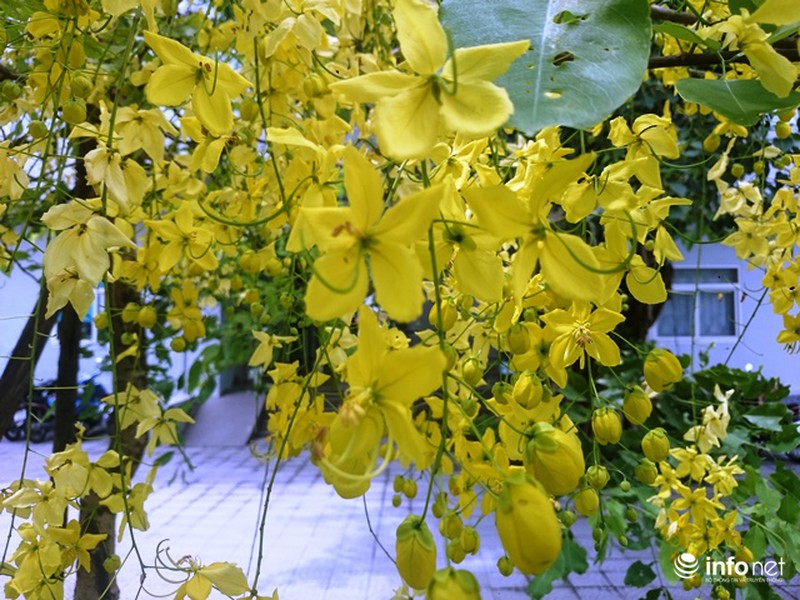 Chùm ảnh: Hoa muồng hoàng yến vàng rực giữa trời hè Cố đô Huế - ảnh 19