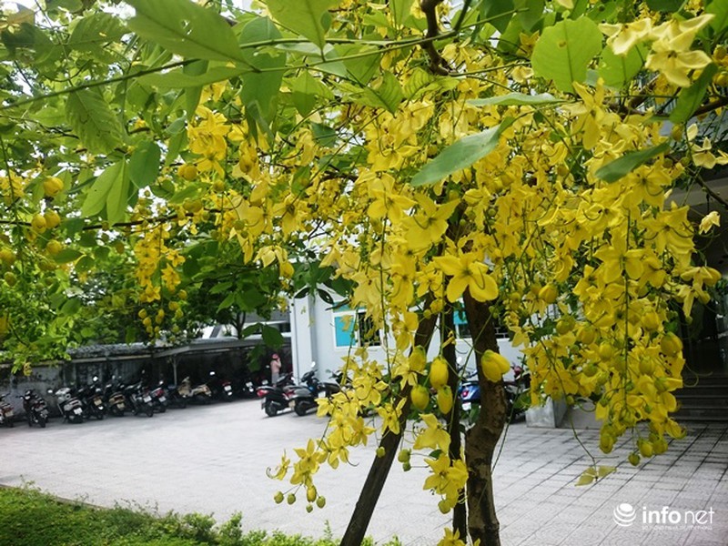 Chùm ảnh: Hoa muồng hoàng yến vàng rực giữa trời hè Cố đô Huế - ảnh 1