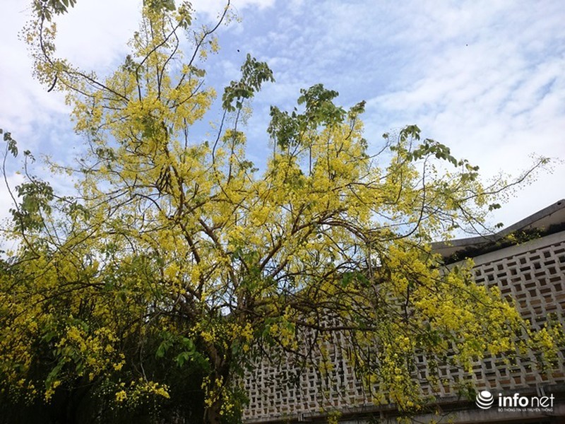 Chùm ảnh: Hoa muồng hoàng yến vàng rực giữa trời hè Cố đô Huế - ảnh 5