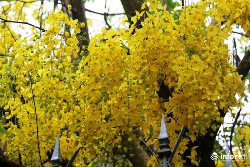 Chùm ảnh: Hoa muồng hoàng yến vàng rực giữa trời hè Cố đô Huế - ảnh 6