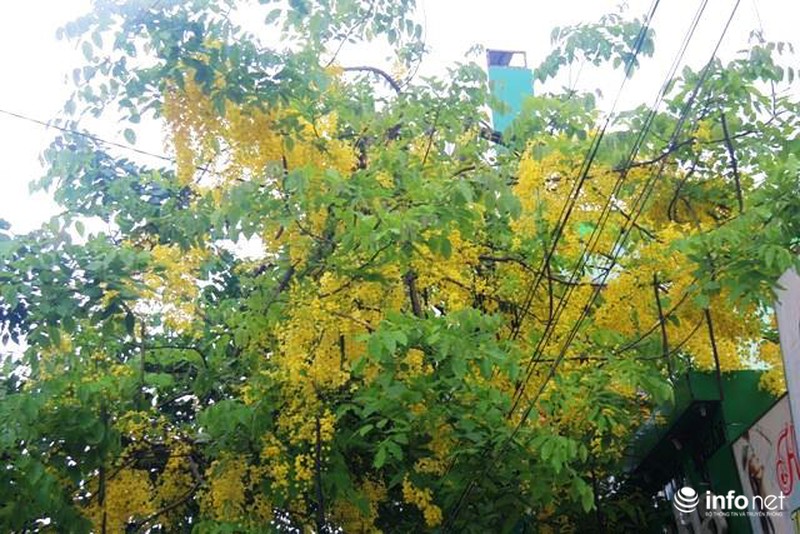 Chùm ảnh: Hoa muồng hoàng yến vàng rực giữa trời hè Cố đô Huế - ảnh 4